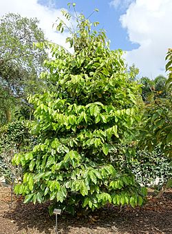 Quararibea funebris - Mounts Botanical Garden - Palm Beach County, Florida - DSC03701.jpg