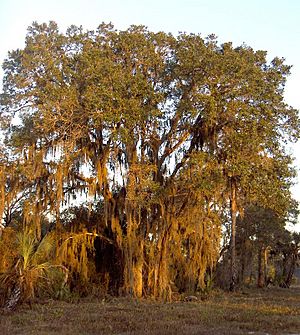 Archivo:Quercus geminata 002 (homeredwardprice)