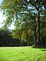 Robles en el parque de Bonaval
