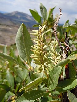 Salix eastwoodiae (23987999513).jpg