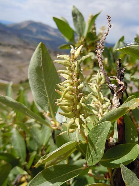 Salix eastwoodiae (23987999513)
