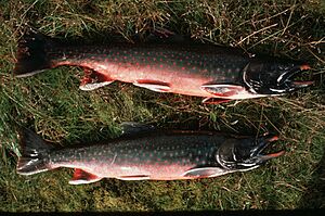 Archivo:Salvelinus malma malma from Quicksilver Creek