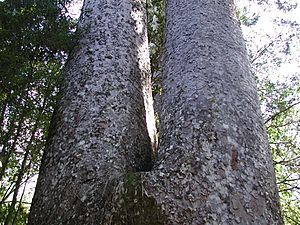 Archivo:Siamese Kauri trunk near Waiau Kauri grove
