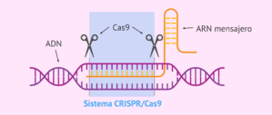 Archivo:Sistema CRISPR-Cas9