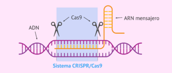 Archivo:Sistema CRISPR-Cas9