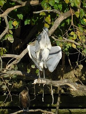 Archivo:Sol de otoño para avifauna de humedal