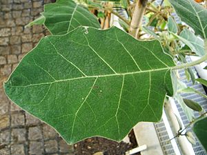 Archivo:Solanum pseudolulo leaf