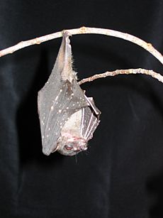 Archivo:Spotted-winged fruit bat Balionycteris maculata