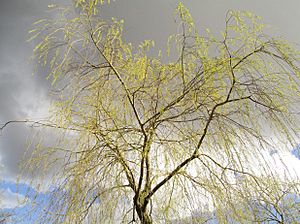 Archivo:Spring in Stockholm 2016 (2)