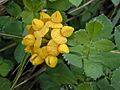 Starr 020808-0008 Lotus uliginosus