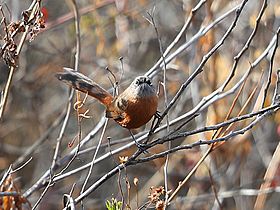 Synallaxis zimmeri - Russet-bellied Spinetail; Ancash, Peru.jpg