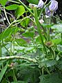 Vigna unguiculata ssp. cylindrica