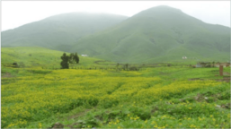Archivo:Vista de las lomas del Cerro Manzano