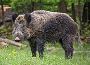 Wildschwein, Nähe Pulverstampftor (cropped)