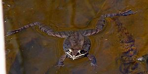 Archivo:Wood Frog, floating