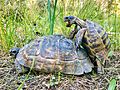 A pair of Testudo graeca mating
