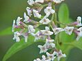 Aloysia triphylla0