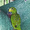 Amazona xantholora