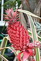 Ananas bracteatus var tricolor