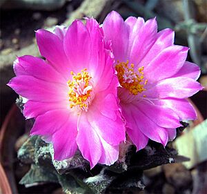Archivo:Ariocarpus bravoanus hintonii 3