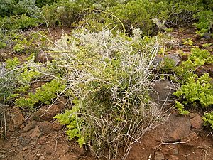 Archivo:Asparagus umbellatus (La Fajana) 06 ies