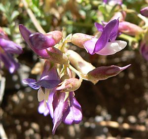 Archivo:Astragalus oophorus var clokeyanus 7