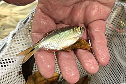 Astyanax nicaraguensis captive.jpg