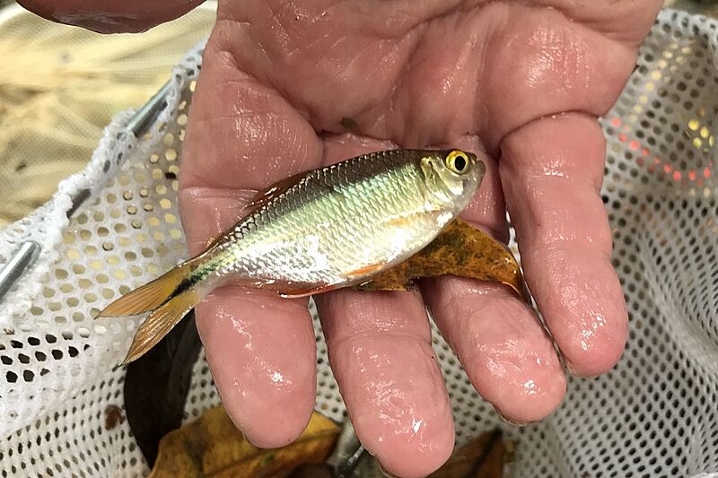 Astyanax nicaraguensis captive