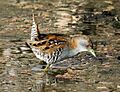 Baillon's crake