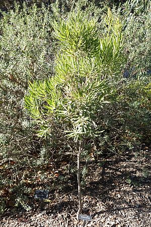 Archivo:Banksia seminuda - Leaning Pine Arboretum - DSC05788