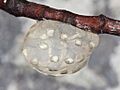 California Newt (Taricha torosa) Egg mass