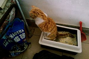 Archivo:Catfiller