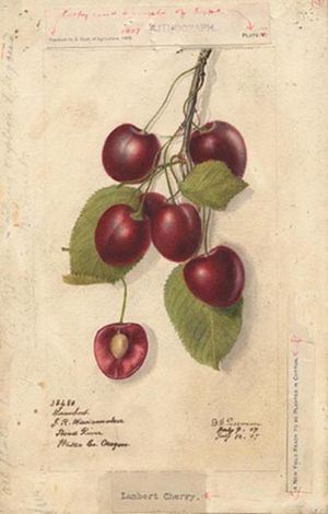 Archivo:Cherries 38450lg