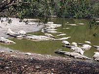 Archivo:Crocodylus acutus 06