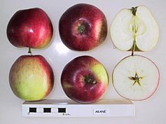 Cross section of Akane, National Fruit Collection (acc. 1972-006).jpg