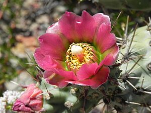 Archivo:Cylindropuntia prolifera 191420630