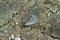 Diaethria neglecta (Neglected Eighty-eight) 2015-06-14 (3) (39432757445)