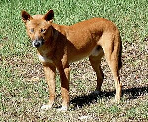 Archivo:Dingo Front