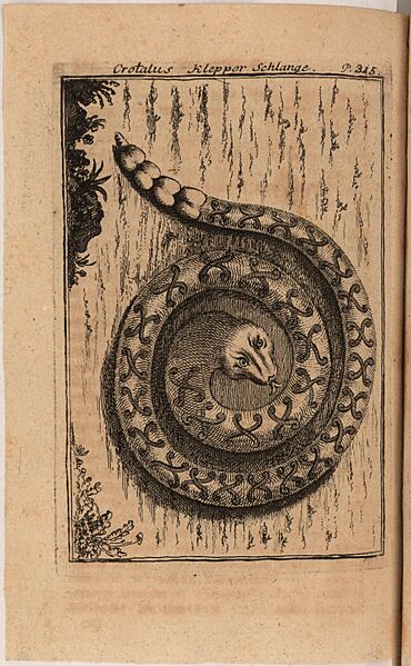 Dobrizhoffer snake