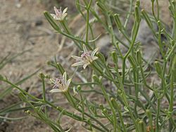 Dune wirelettuce, Chaetadelpha wheeleri (15530103438).jpg