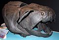Dunkleosteus skull QM email