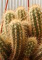 Echinocereus barthelowanus 01
