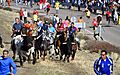 Encierros de Olmedo en el campo