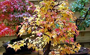 Archivo:Escuela-bonsai-bonsaikido-arce