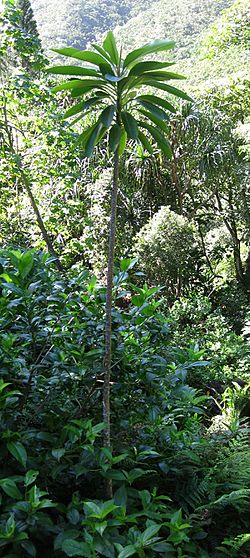 Euphorbia haeleeleana.jpg