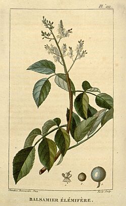 Flore médicale des Antilles, ou, Traité des plantes usuelles (Pl. 212) (8182113098).jpg