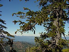 Foxtail Pine.jpg