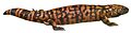 Gila monster ncd 2012 white background