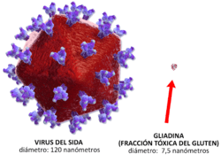 Archivo:Gluten comparativa con virus.4