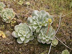 Greenovia diplocycla (Garafía) 06 ies.jpg